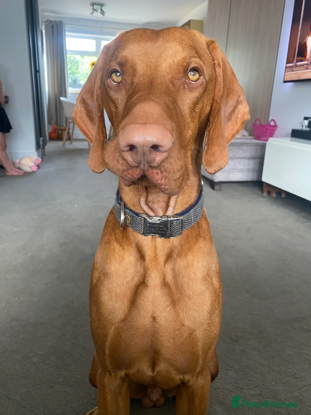 Hungarian Vizsla dogs for stud: Full KC Registered Hungarian Vizsla for stud - Advert 6