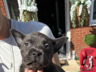 Mixed Breed dogs chowchow mix pup - Advert 2