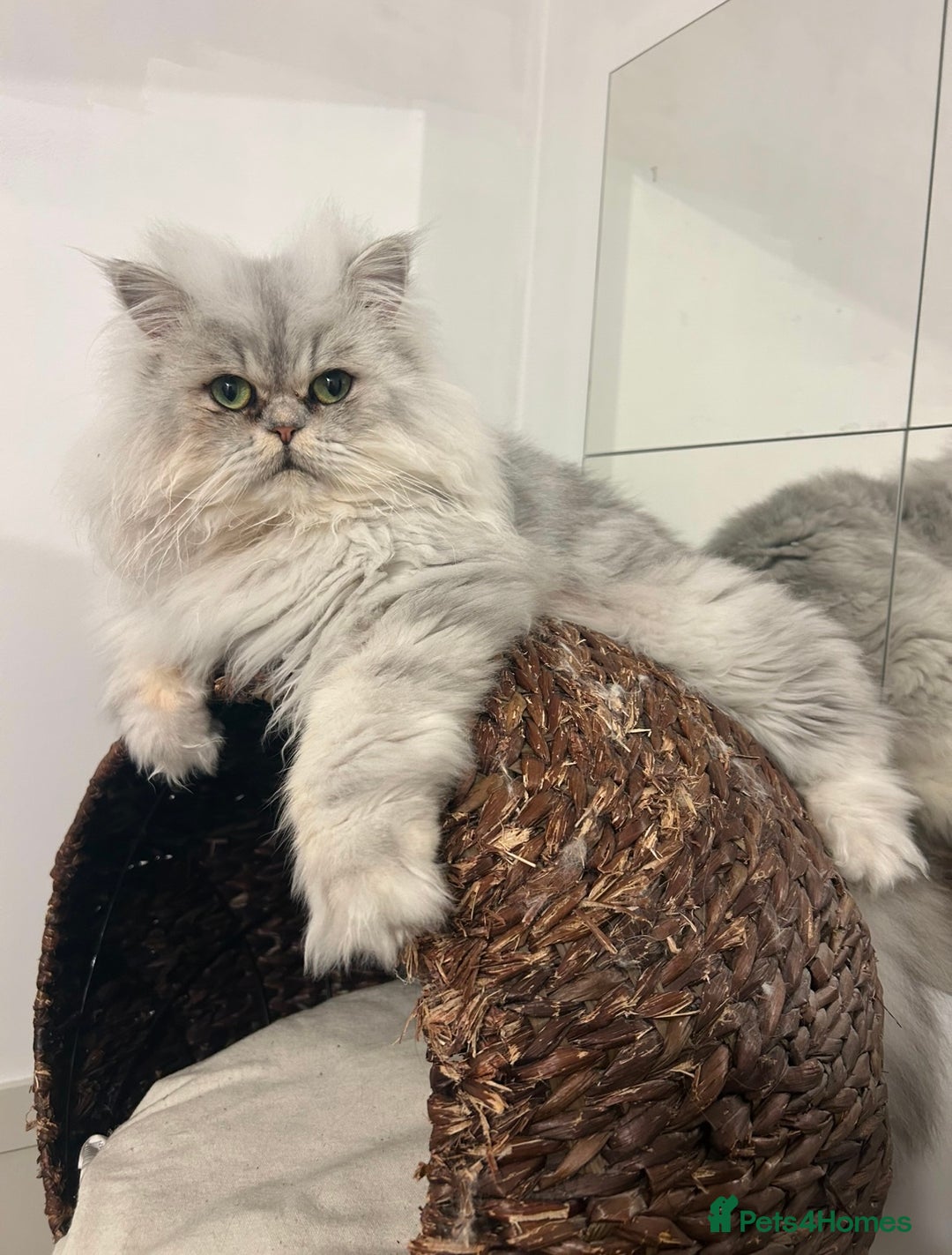 Persian cats for sale: 1 year old Persian - Advert 1