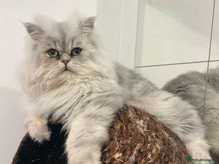 Persian cats 1 year old Persian - Advert 1