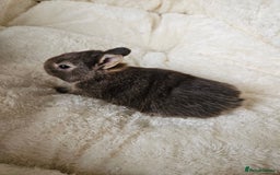 Netherland Dwarf rabbits for sale: Netherland Dwarf bunnies - Image 34