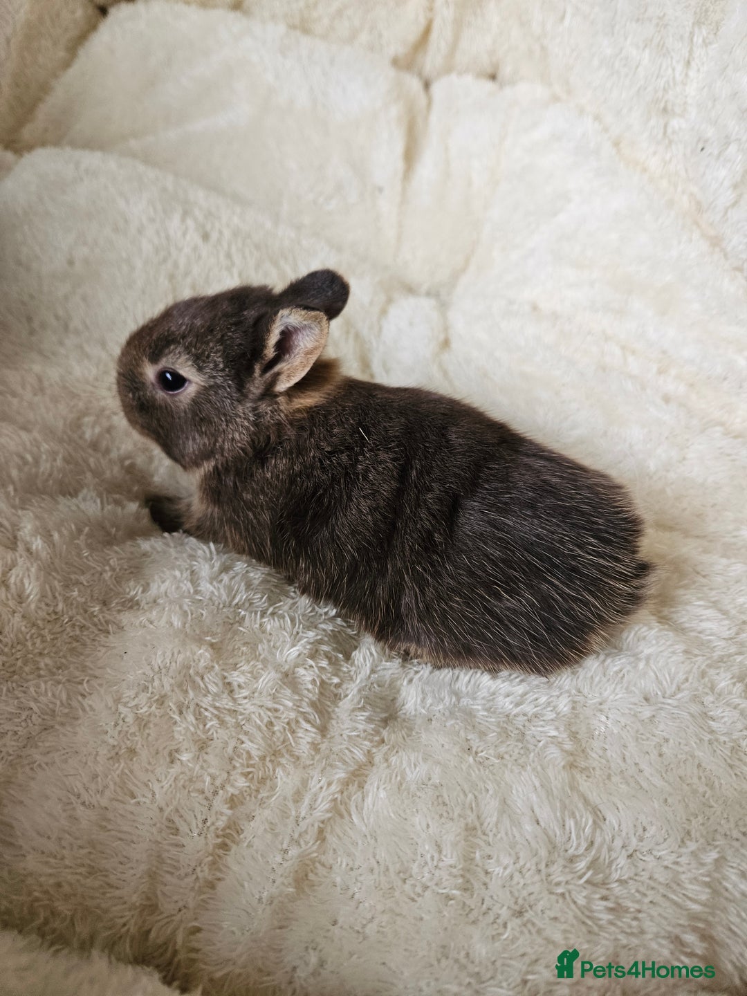 Netherland Dwarf rabbits for sale: Netherland Dwarf bunnies - Image 34