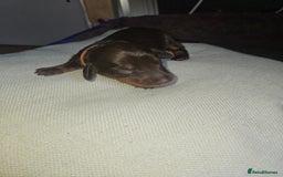 Dachshund dogs for sale: 3/4 Dachsunds  - Image 11