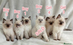 Ragdoll cats for sale: Ragdoll Kittens Looking for Loving Homes - Image 6
