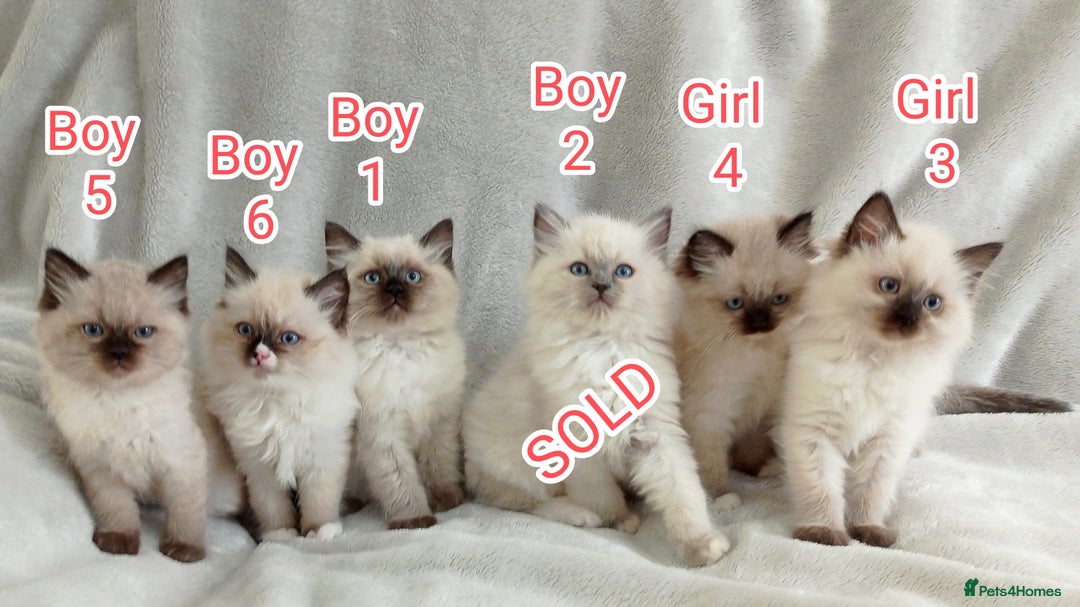 Ragdoll cats for sale: Ragdoll Kittens Looking for Loving Homes - Image 6