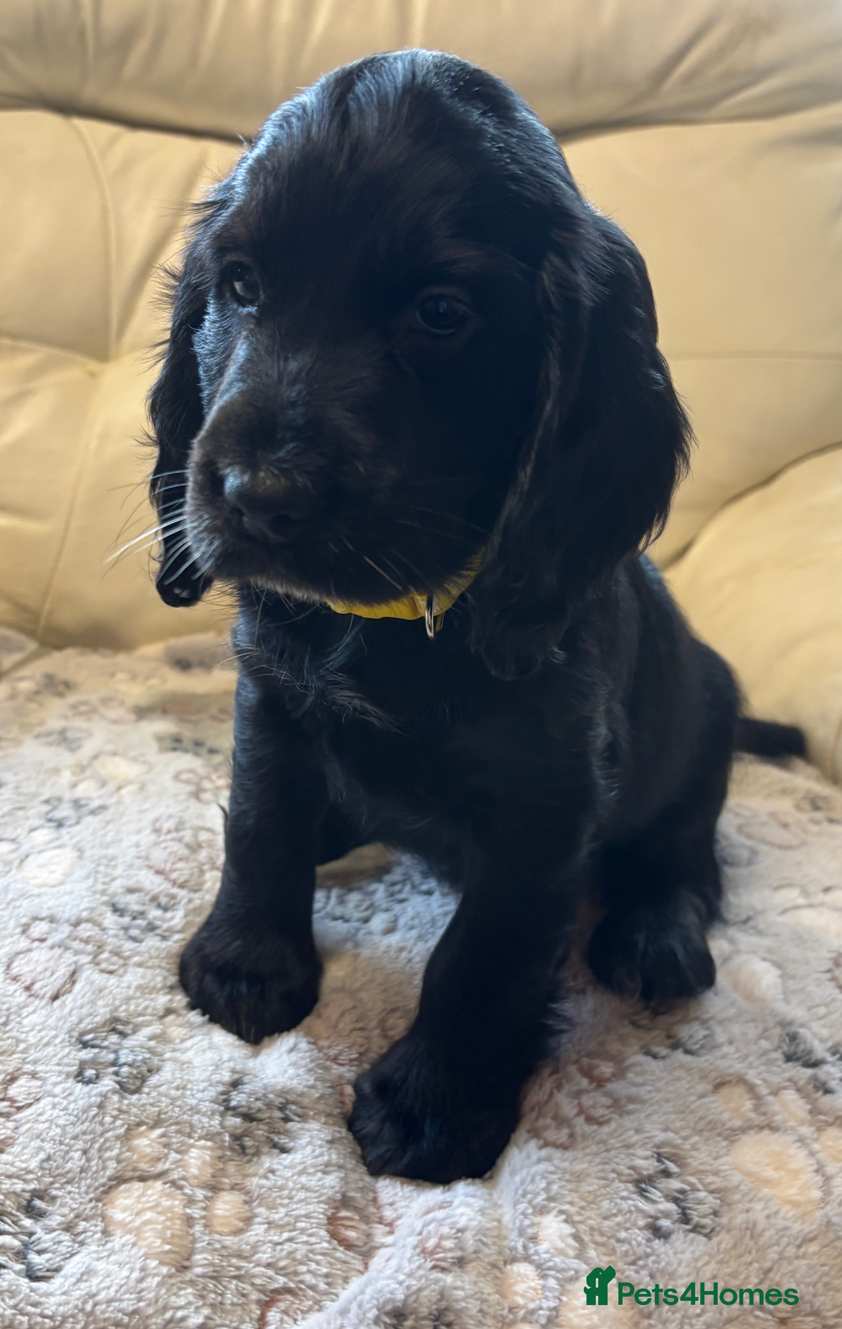 Cocker Spaniel dogs KC Registered Cocker Spaniels - Advert 4