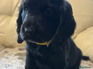 Cocker Spaniel dogs KC Registered Cocker Spaniels - Advert 4