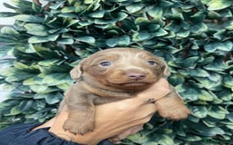 Miniature Dachshund dogs for sale: Long haired Isabella and tan miniature dachshund  - Image 11