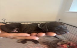 Cockapoo dogs for sale: Cockapoo puppies - Image 19