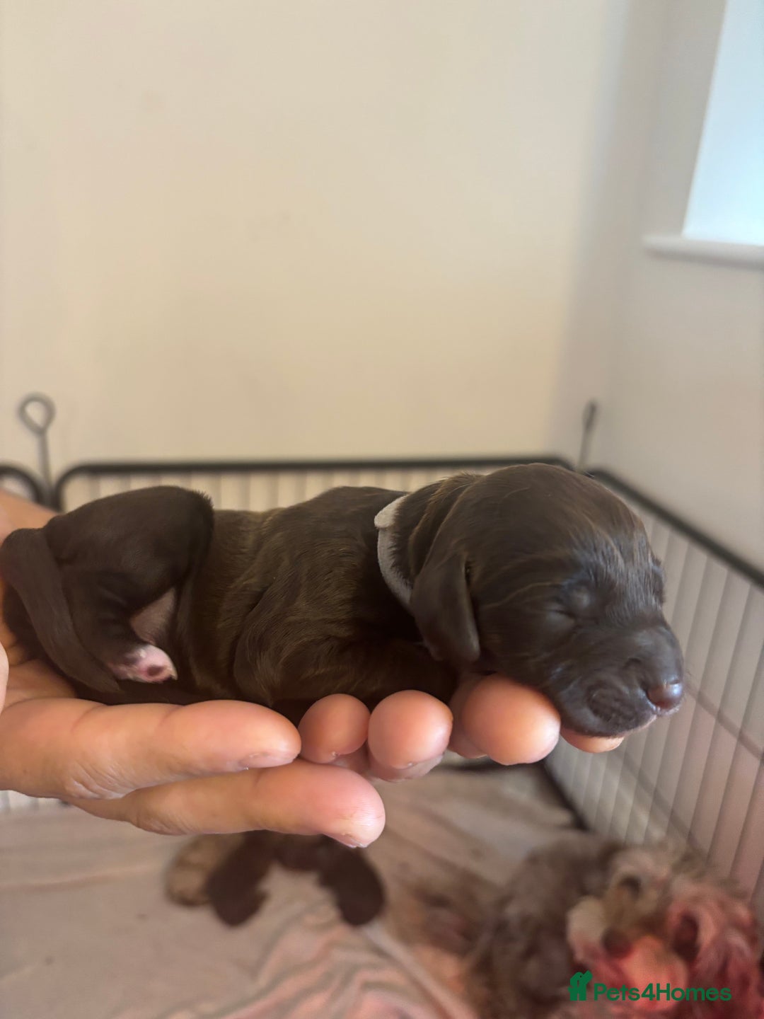 Cockapoo dogs for sale: Cockapoo puppies - Image 19