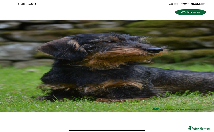 Dachshund dogs - Advert 1