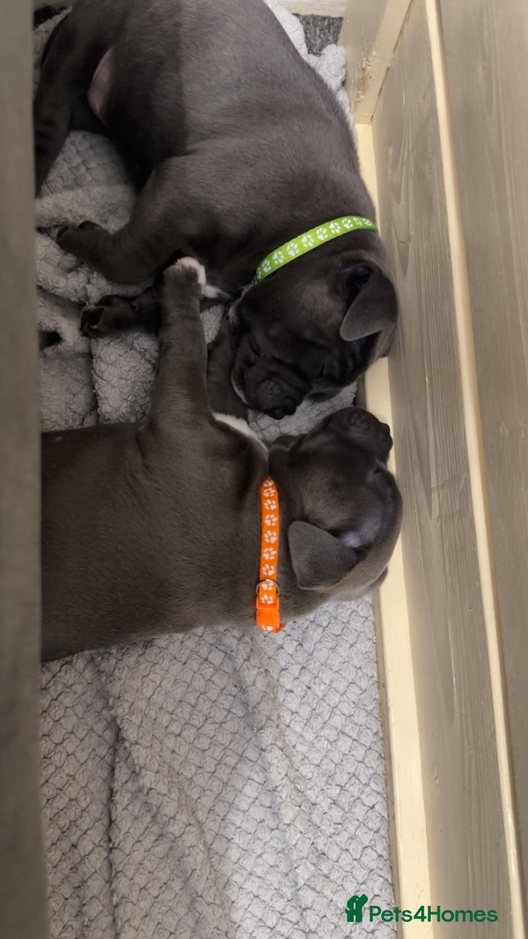Staffordshire Bull Terrier dogs for sale: Staffordshire Bull Terrier Pups - 4 Gorgeous Pups - Advert 1