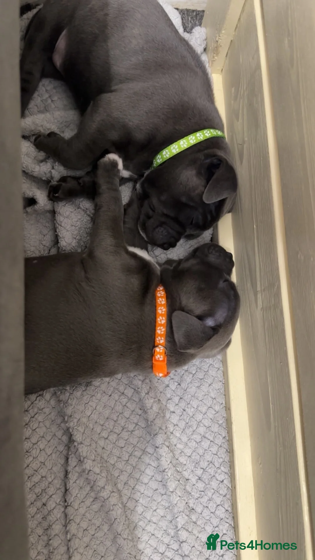 Staffordshire Bull Terrier dogs for sale: Staffordshire Bull Terrier Pups - 4 Gorgeous Pups in Spalding - Advert 1