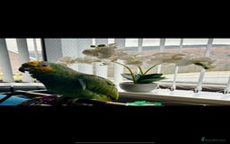 Parrots birds for sale: Amazon orange tailed - Image 4