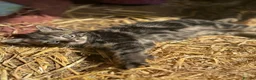 Mixed Breed cats for sale: 2 lovely tabby female kittens  - Advert 3