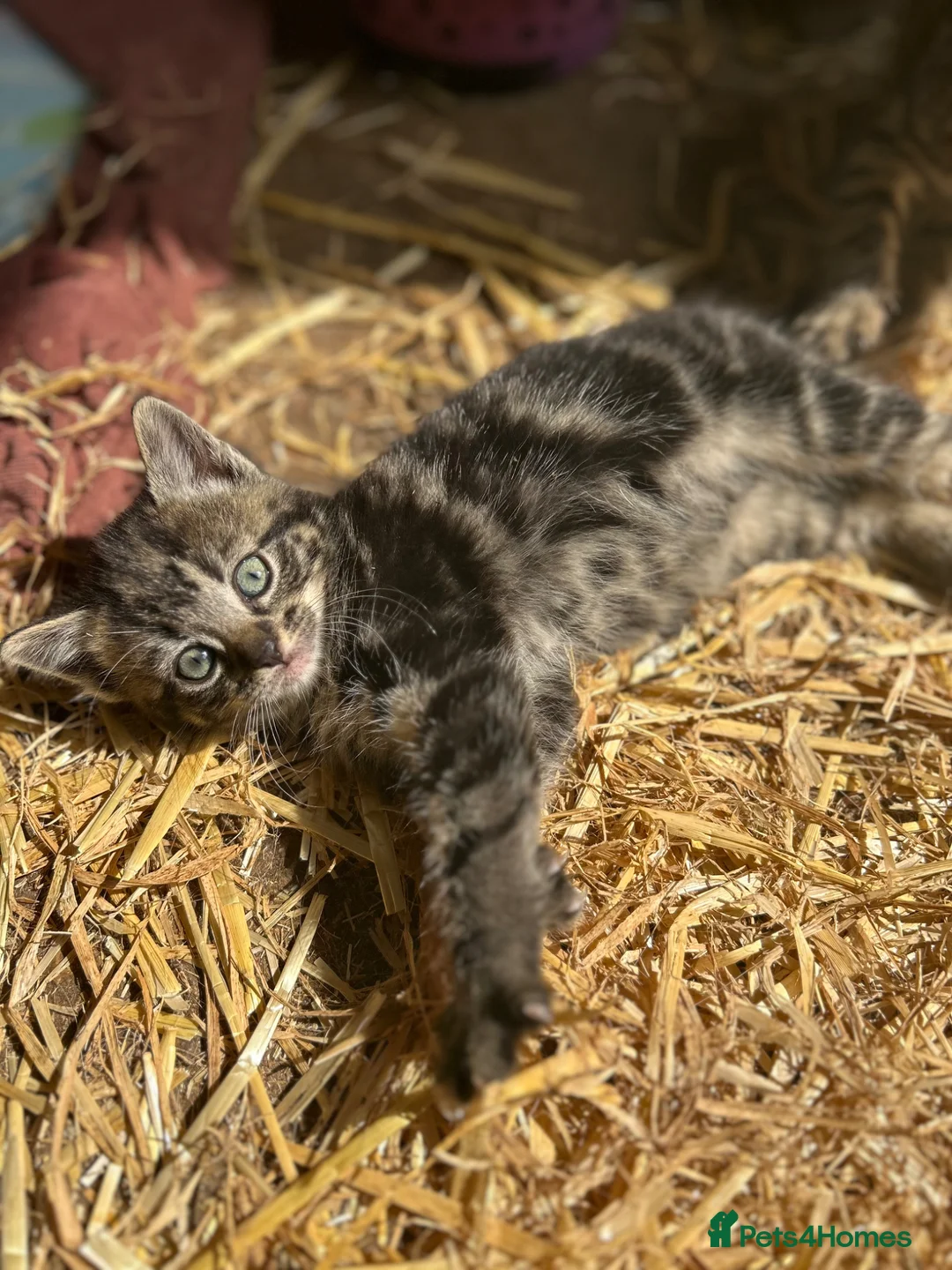 Mixed Breed cats for sale: 2 lovely tabby female kittens  - Advert 3