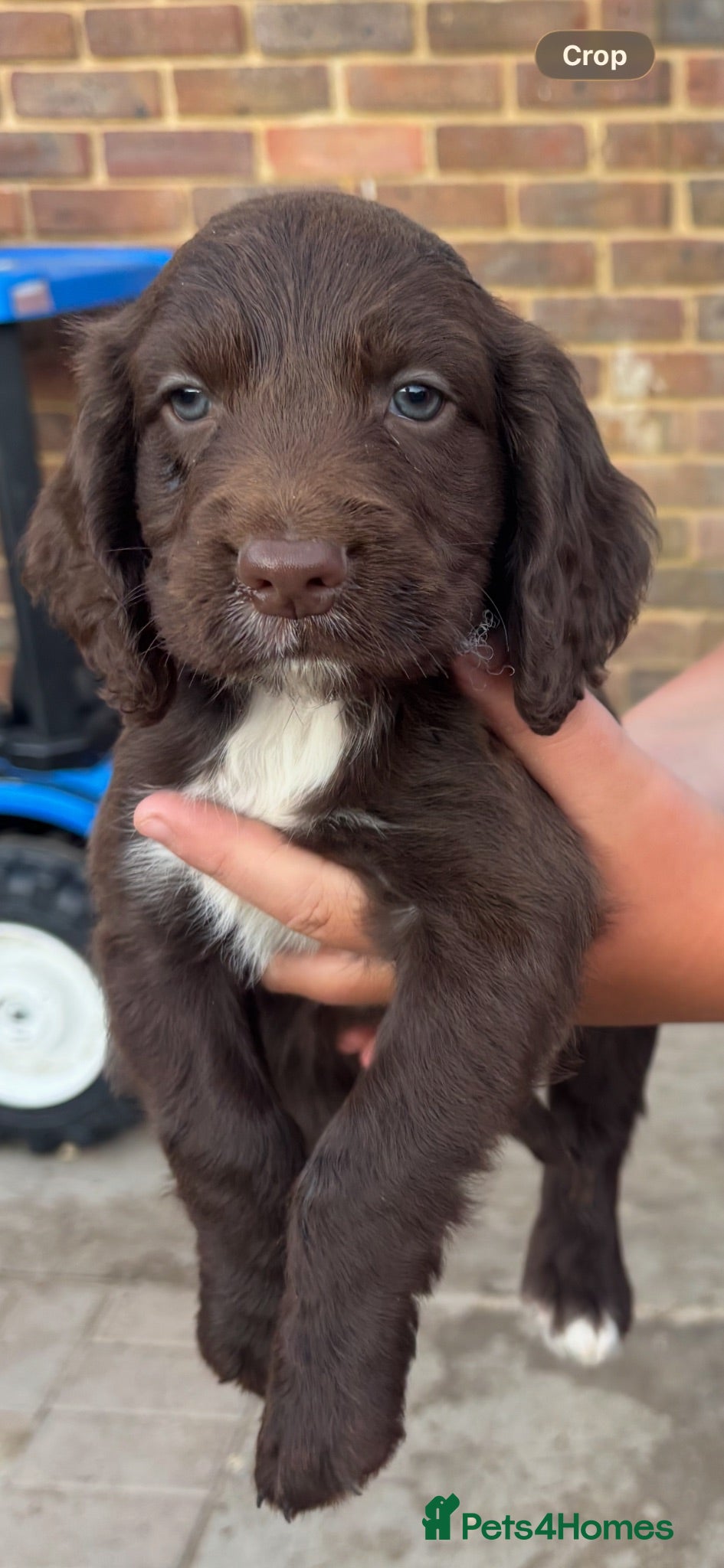 Cocker Spaniel dogs Boy cocker spaniel pups  - Advert 8