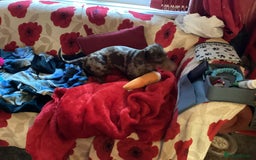 Dachshund dogs for adoption: 🐶💛 Meet Clyde ! He needs a confident Loving Home - Advert 7