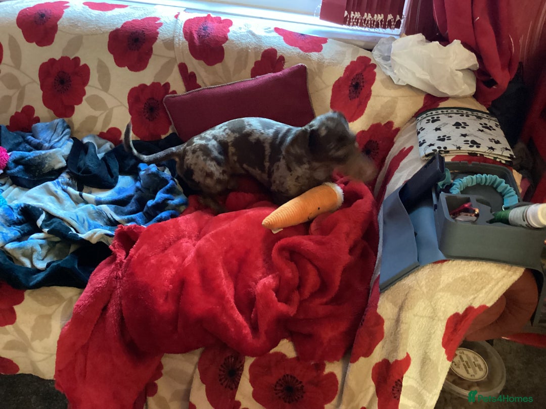 Dachshund dogs for adoption: 🐶💛 Meet Clyde ! He needs a confident Loving Home - Advert 7