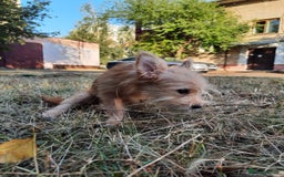 Mixed Breed dogs for adoption: 💖🐶 NIKOLETTA 🐶💖 - Image 12