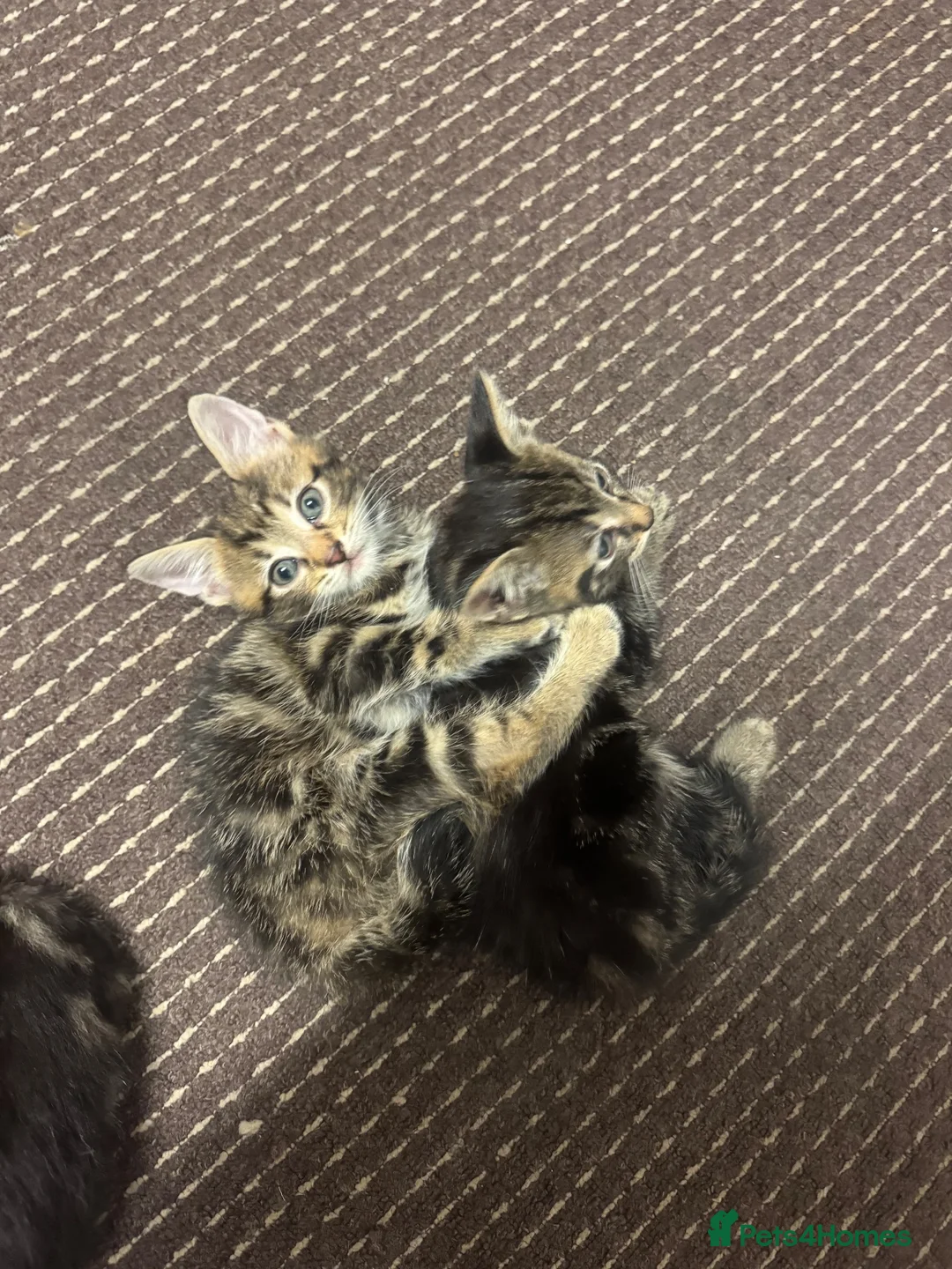 Mixed Breed cats for sale: Beautiful kittens  - Advert 2
