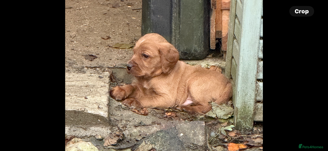 Mixed Breed dogs for sale: Gorgeous, well socialised Springador setters! - Image 4