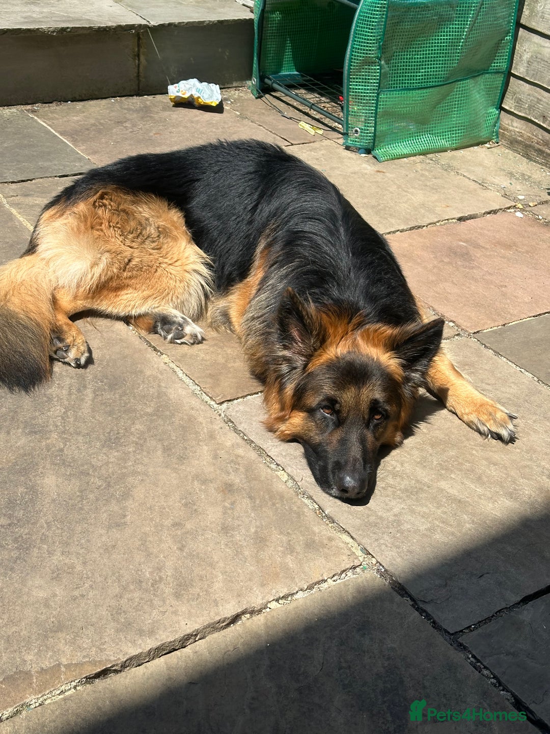 German Shepherd dogs for sale: 3 year old male GSD - Advert 2