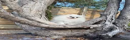 Pomeranian dogs for sale: SUPER TINY WHITE POMERANIAN BOY - Advert 31