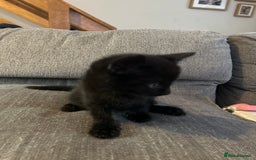 Mixed Breed cats for sale: 4 kittens for sale  - Image 6