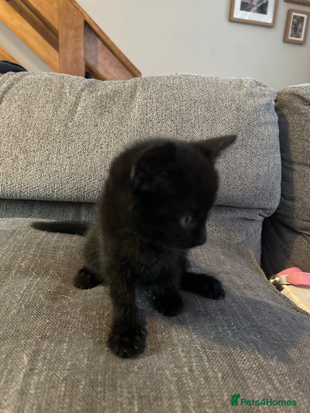 Mixed Breed cats for sale: 4 kittens for sale  - Image 6