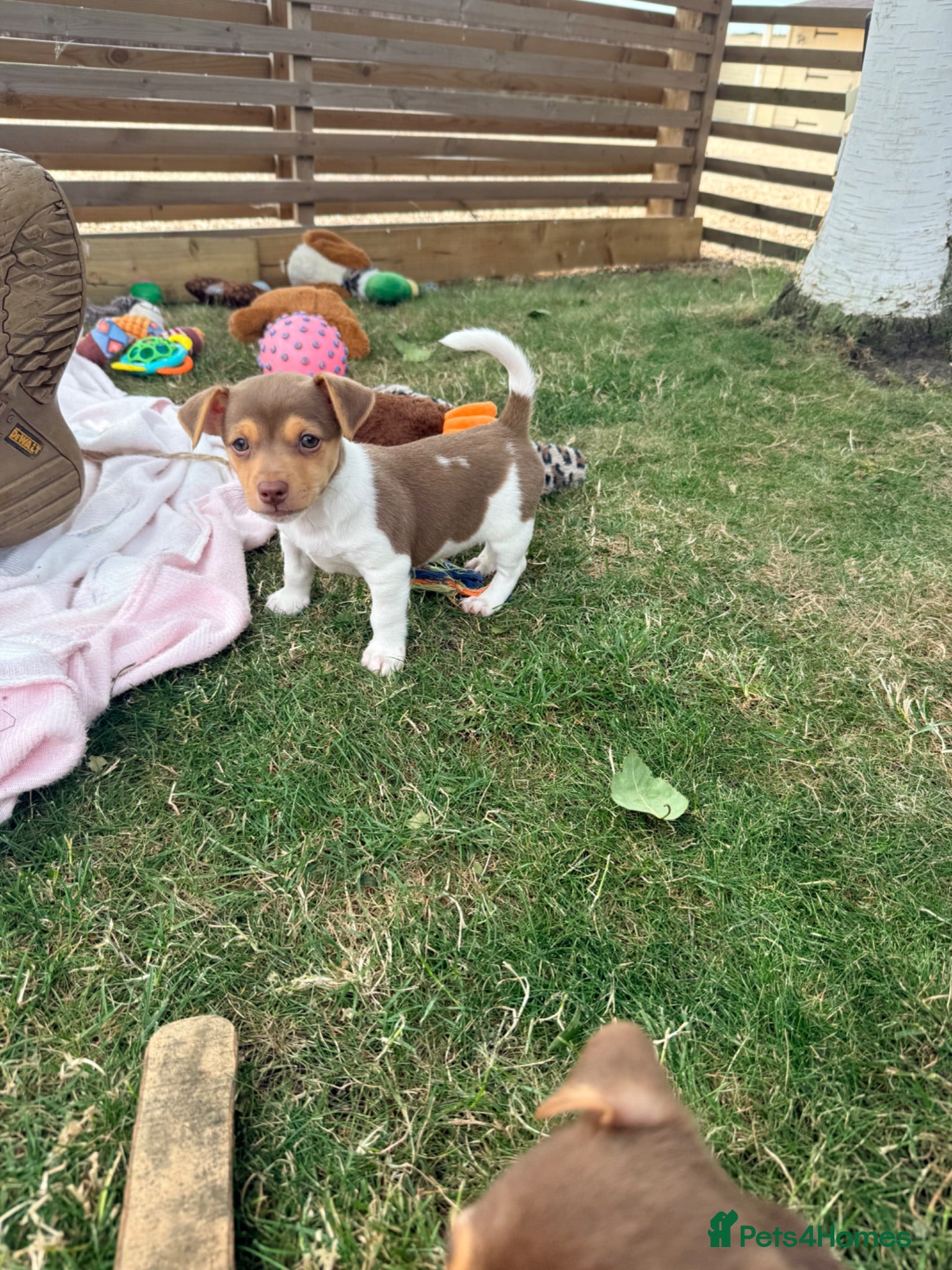 Jack Russell dogs Mini Jack Russell pups 🐶  - Advert 1