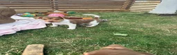 Jack Russell dogs for sale: Mini Jack Russell pups 🐶  - Advert 3