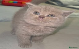 British Shorthair cats for sale: REDUCED!!! Stunning British Short Hair Kittens - Image 13