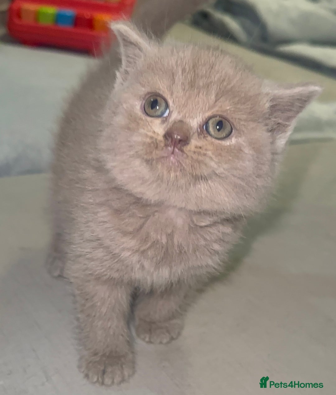 British Shorthair cats for sale: REDUCED!!! Stunning British Short Hair Kittens - Image 13