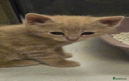 Mixed Breed cats for sale: Scottish straight cross kittens - Image 20