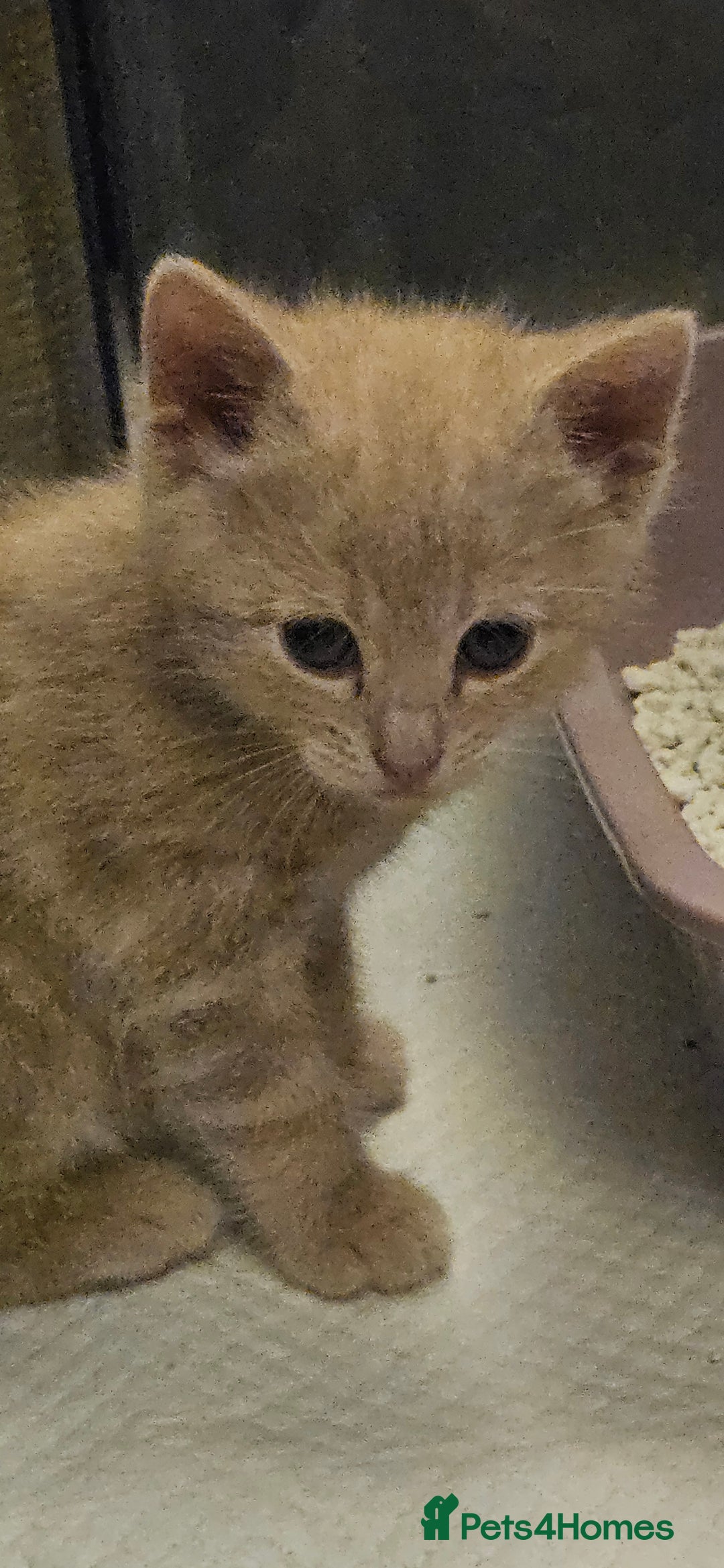 Mixed Breed cats for sale: Scottish straight cross kittens - Image 20