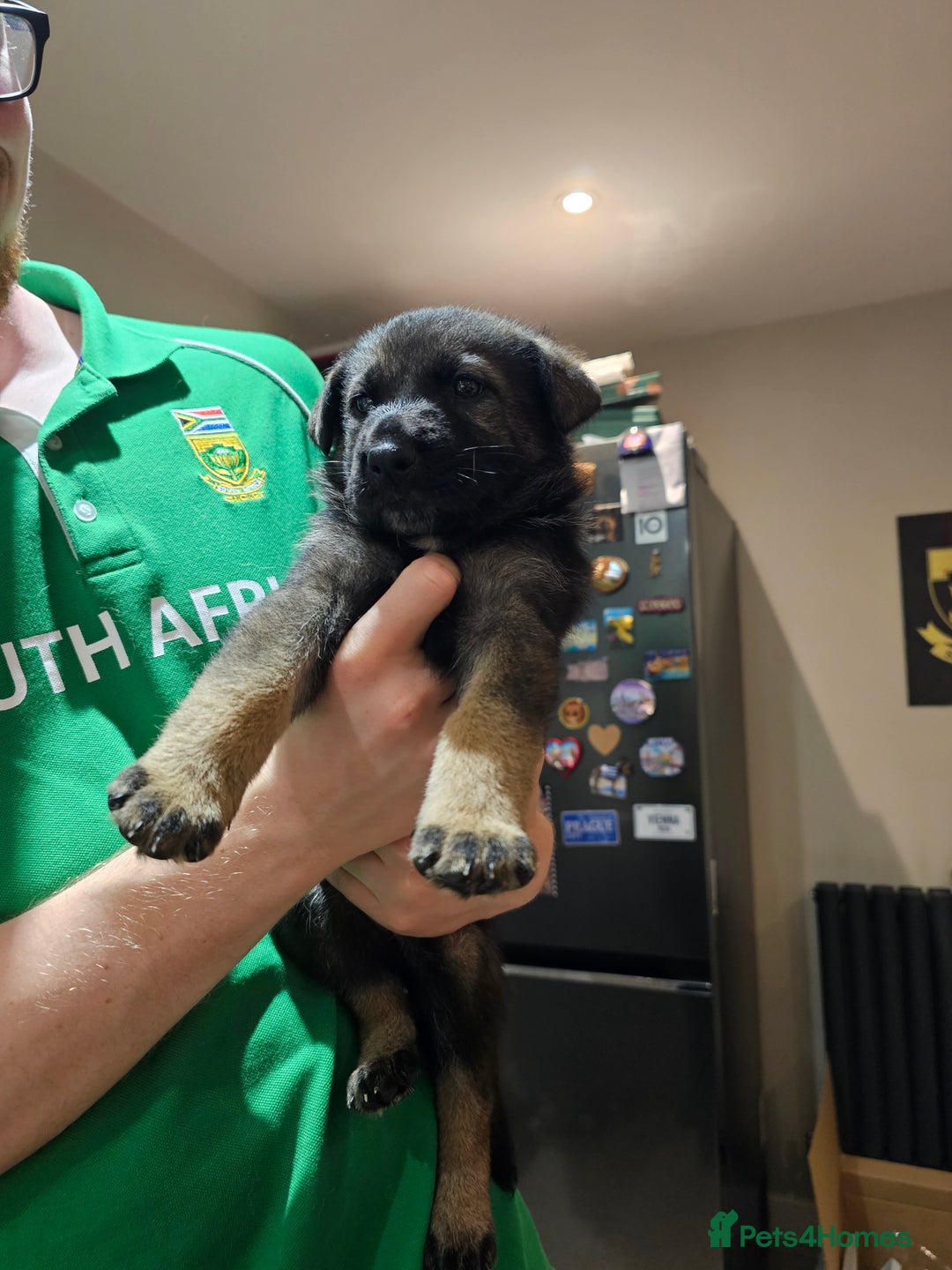 Mixed Breed dogs for sale: German Shepherd x Akita puppies - 4 females left - Advert 10