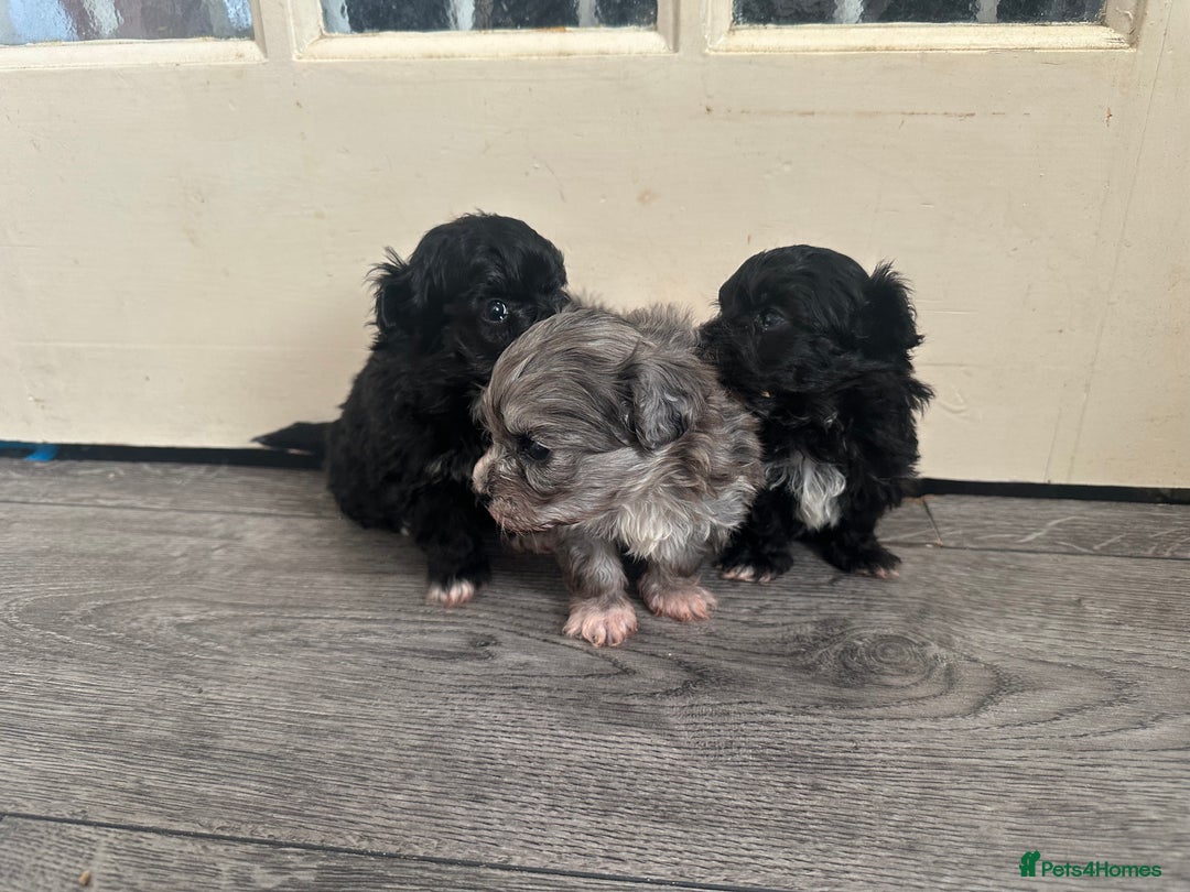 Maltipoo dogs for sale: F1 Toy Maltipoos - Advert 19