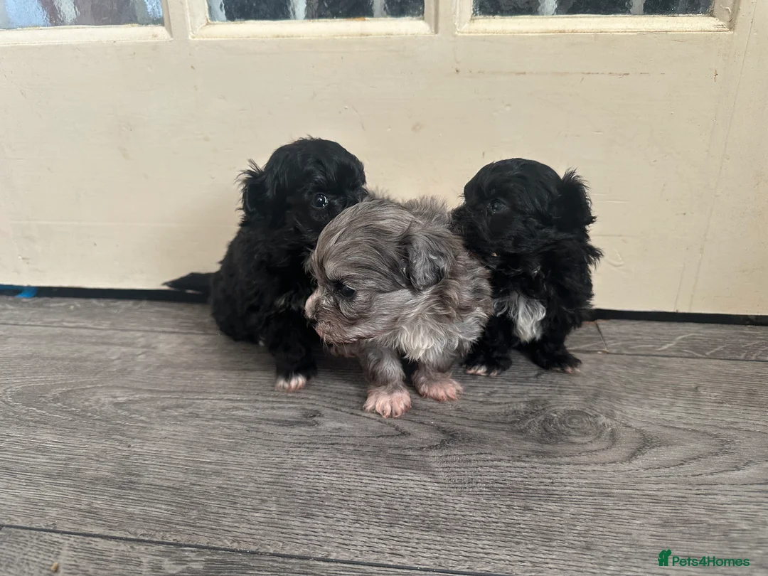 Maltipoo dogs for sale: F1 Toy Maltipoos - Advert 21