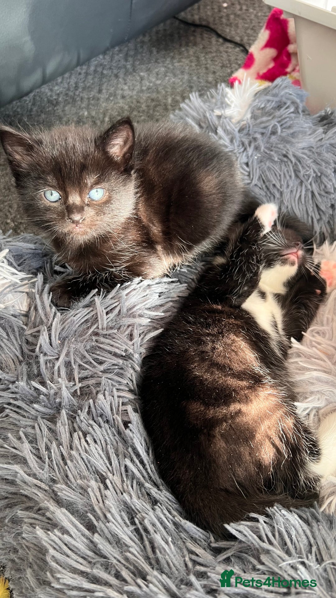Mixed Breed cats for sale: adorable tuxedo kittens - Advert 14