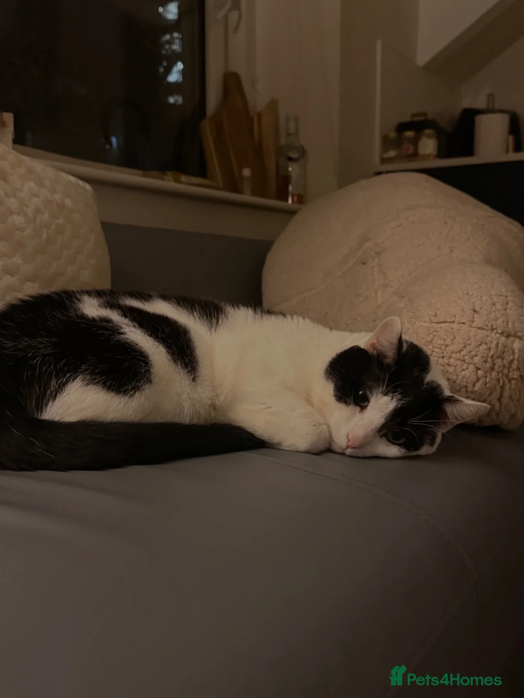 Domestic Shorthair cats for sale: Kayo!  in Cardiff - Advert 1