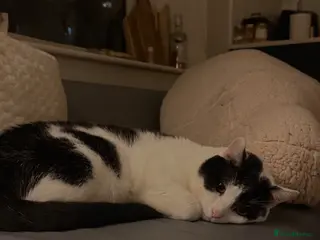 Domestic Shorthair cats Kayo! - Advert 7