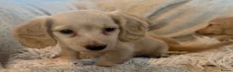 Miniature Dachshund dogs for sale: KC Longhaired Cream Miniature Dachshund Puppies - Advert 27