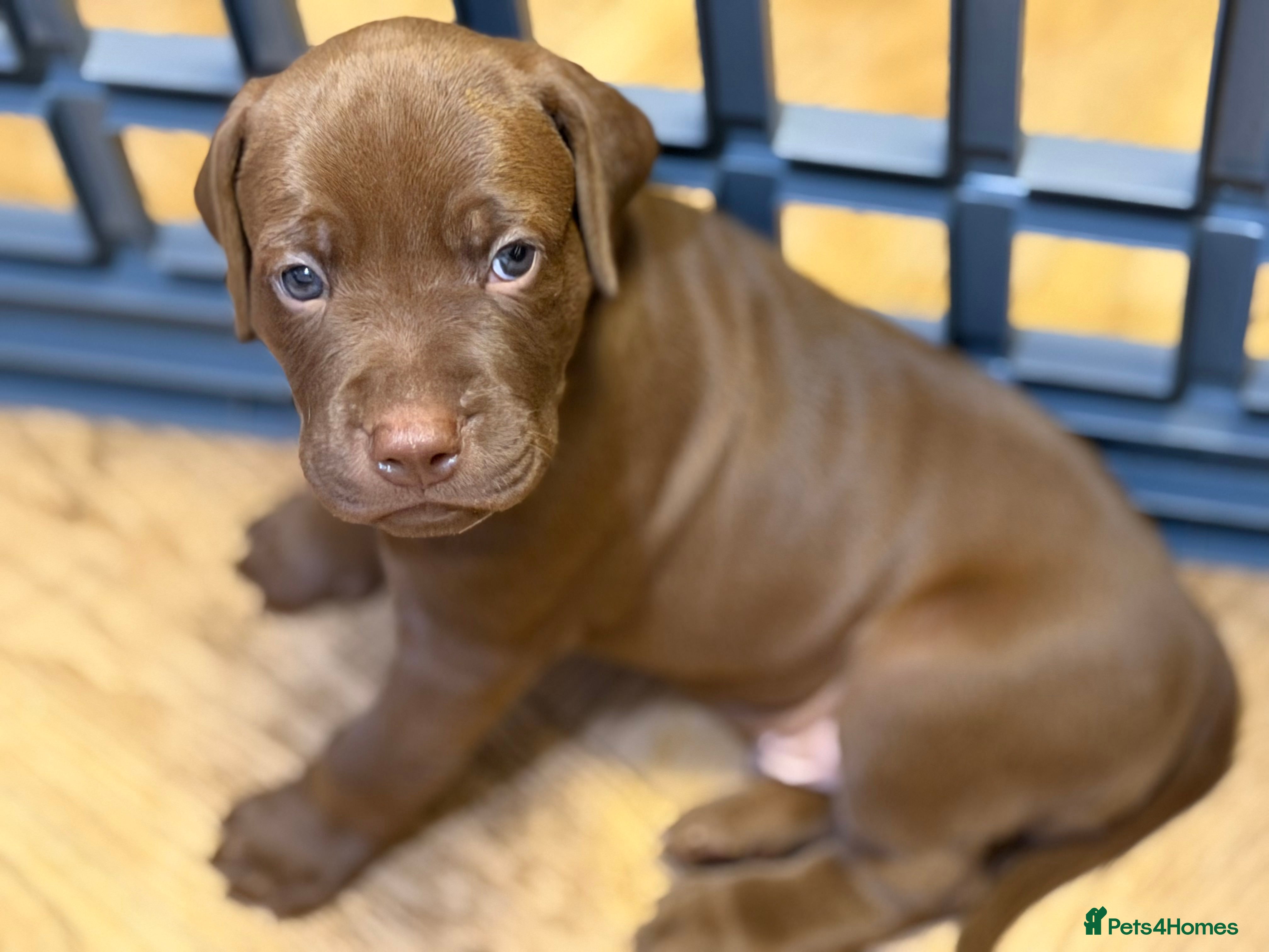 Mixed Breed dogs Beautiful Staffy/Viszla Puppies for Loving Homes - Advert 2