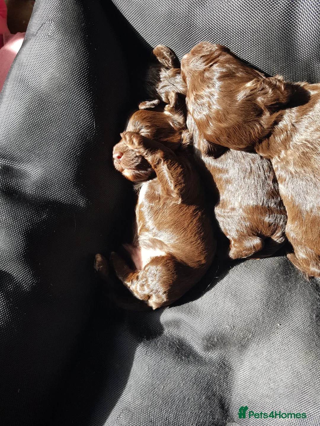 Cockapoo dogs for sale: Chocolate cockatoo x 3 dog in Maesteg - Advert 2