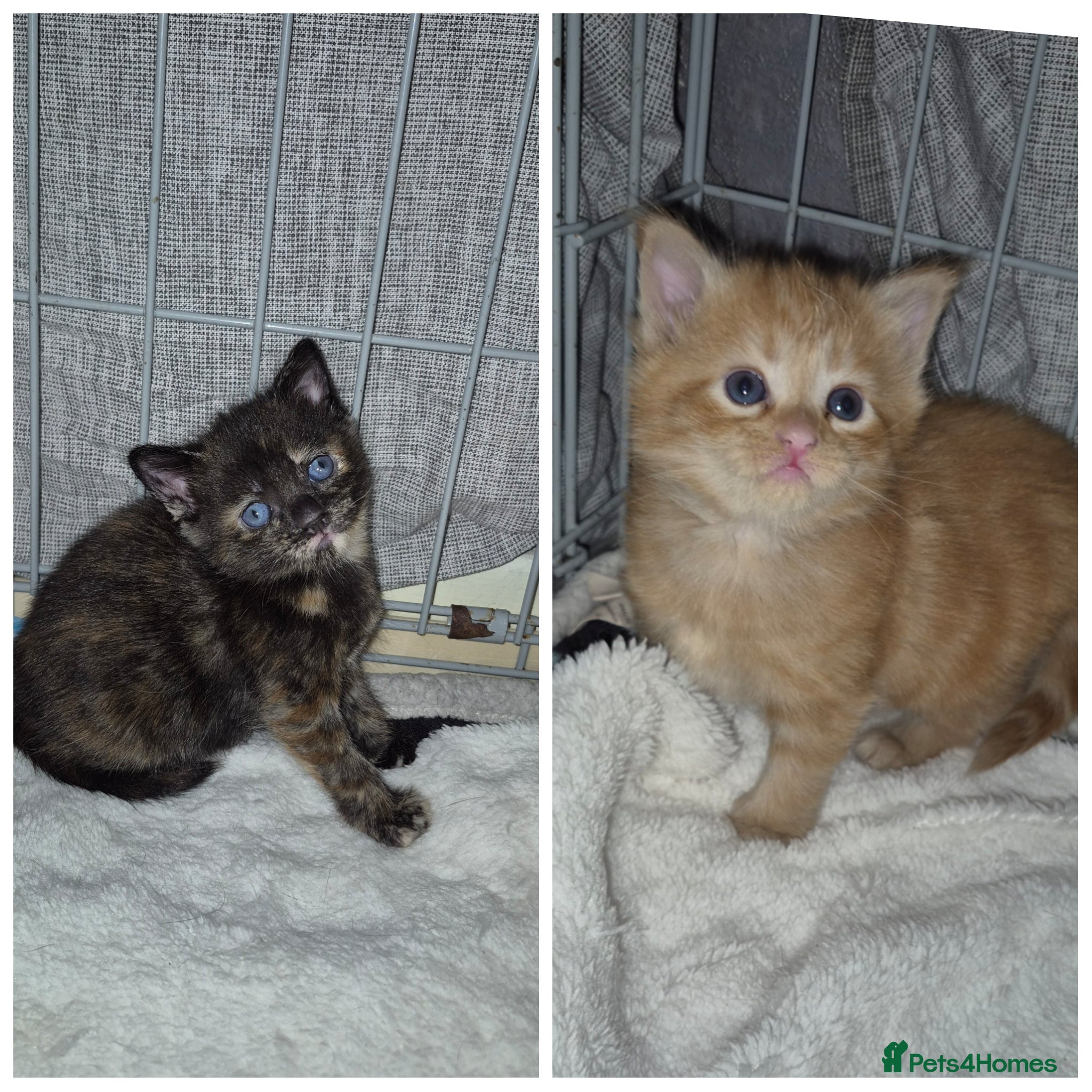 Mixed Breed cats beautiful girly kittens ( do not send offers)  - Advert 13