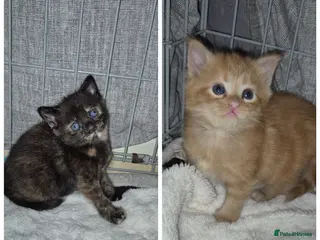 Mixed Breed cats beautiful girly kittens ( do not send offers) - Advert 13