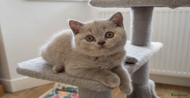 British Shorthair cats - Advert 8