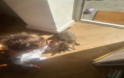 Bengal cats for sale: 2 sibling bengal kittens for sale - Image 2