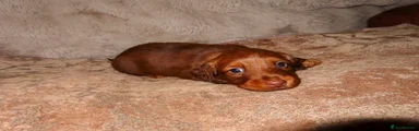 Miniature Dachshund 2